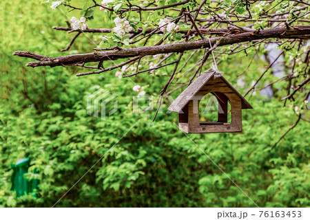 wooden bird house hanging on a branch of an apple tree wooden bird house hanging on a branch of an apple tree 76163453