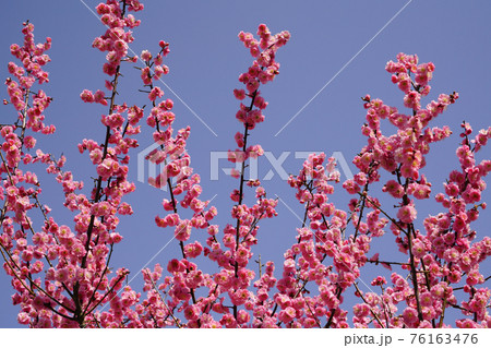 梅 春の花 梅 春の花 76163476