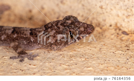 cosmopolitan house gecko 76164356