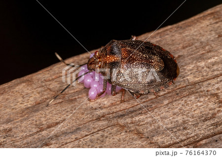 Adult Female Stink bug 76164370