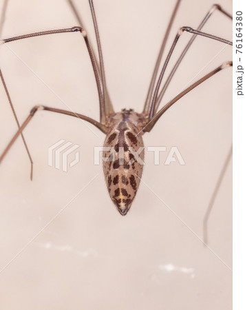 Adult Cellar Spider Adult Cellar Spider 76164380