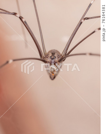 Adult Cellar Spider 76164381