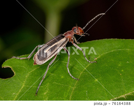 Burning Blister Beetle 76164388