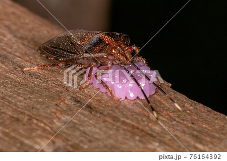 Adult Female Stink bug 76164392
