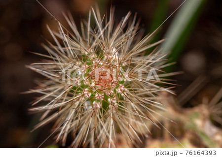 Cactus with spines Cactus with spines 76164393