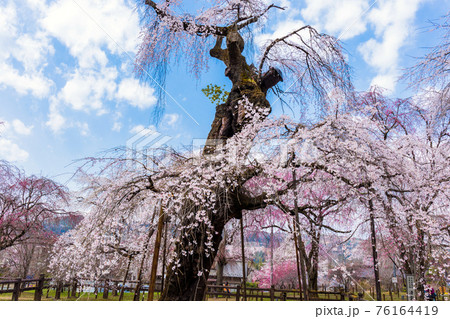 精雲寺のしだれ桜 76164419