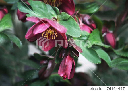 クリスマスローズ 紅紫色の花 クリスマスローズ 紅紫色の花 76164447