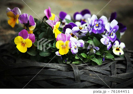 ビオラ 黄と紫色の花 ビオラ 黄と紫色の花 76164451
