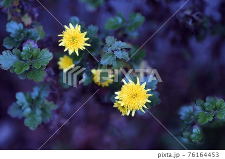 寒菊　黄色い小菊の花 76164453
