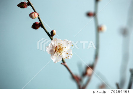 早咲き白梅の開花 76164463