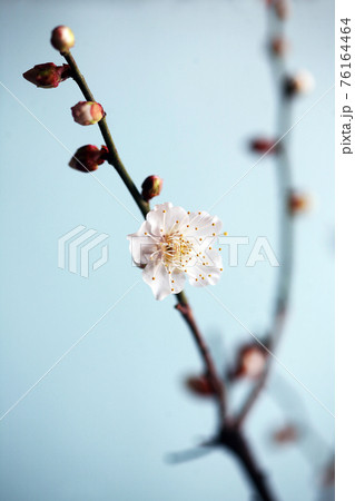 早咲き白梅の開花 76164464