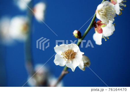 咲き揃った、白梅の花 咲き揃った、白梅の花 76164470