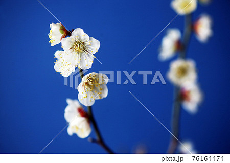 満開、早咲きの白梅 76164474