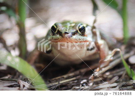 Macro of a woodfrog sitting in the tall grass Macro of a woodfrog sitting in the tall grass 76164888