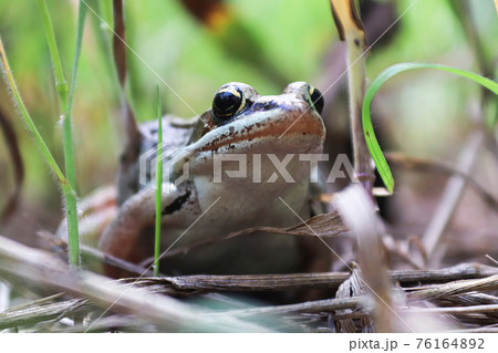 Macro of a woodfrog sitting in the tall grass Macro of a woodfrog sitting in the tall grass 76164892