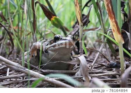 Macro of a woodfrog sitting in the tall grass 76164894