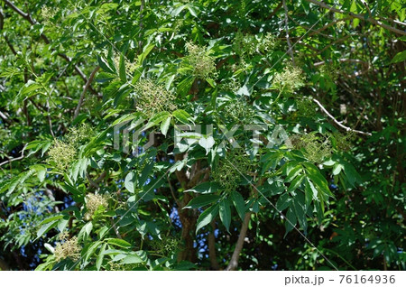 ニワトコの花 ニワトコの花 76164936