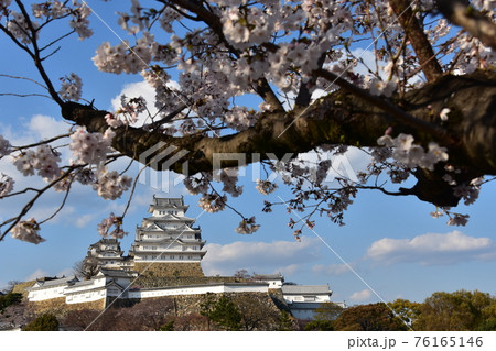 日本の兵庫県の姫路市 世界遺産で国宝でもある姫路城 春の桜と青空と立派な天守閣 日本の兵庫県の姫路市 世界遺産で国宝でもある姫路城 春の桜と青空と立派な天守閣 76165146