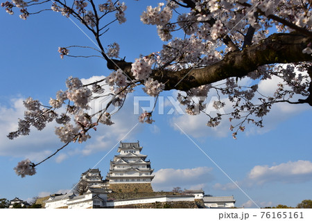 日本の兵庫県の姫路市　世界遺産で国宝でもある姫路城　春の桜と青空と立派な天守閣 76165161