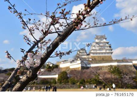 日本の兵庫県の姫路市 世界遺産で国宝でもある姫路城 春の桜と青空と立派な天守閣 日本の兵庫県の姫路市 世界遺産で国宝でもある姫路城 春の桜と青空と立派な天守閣 76165170