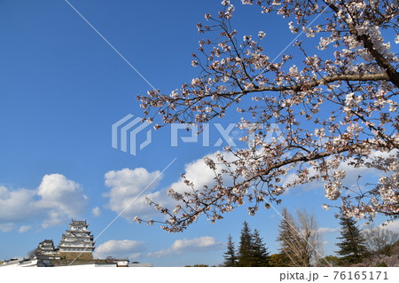 日本の兵庫県の姫路市 世界遺産で国宝でもある姫路城 春の桜と青空と立派な天守閣 日本の兵庫県の姫路市 世界遺産で国宝でもある姫路城 春の桜と青空と立派な天守閣 76165171