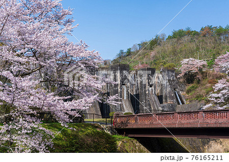 桜と豊稔池ダム 76165211