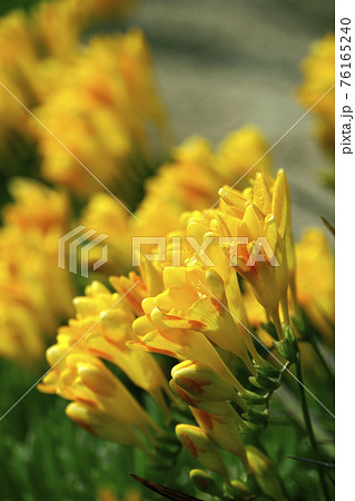 黄色く咲いたフリージアの花 黄色く咲いたフリージアの花 76165240