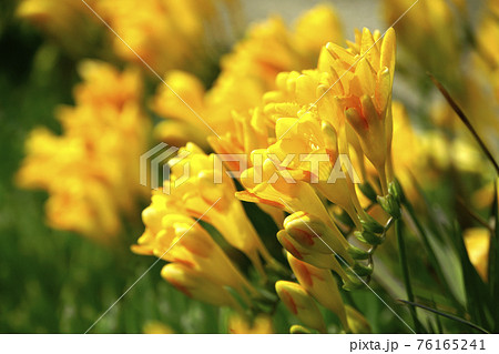 黄色く咲いたフリージアの花の写真素材