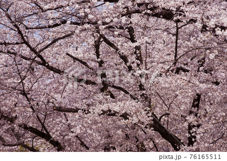 桜 桜 76165511