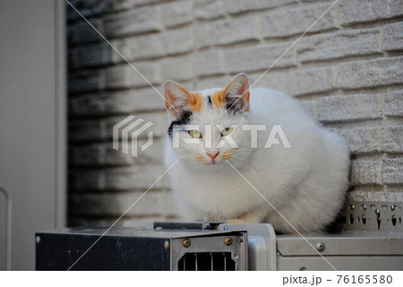 野良猫 野良猫 76165580