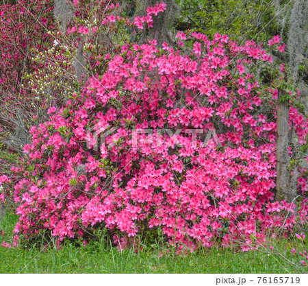 Pink Mollis Hybrid Azaleas, have beautiful blossoms in the spring and fall. These are growing in Mississippi Pink Mollis Hybrid Azaleas, have beautiful blossoms in the spring and fall. These are growing in Mississippi 76165719