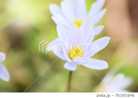 ユキワリイチゲの花 76165846