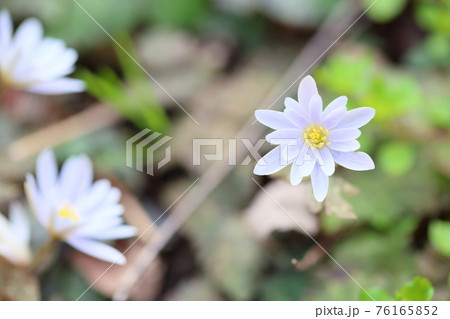 ユキワリイチゲの花 76165852