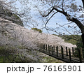吊り橋にかかる桜の木々 76165901