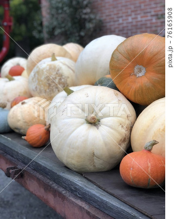 大小さまざまなカボチャ|ハロウィーンの準備(デンマーク) 大小さまざまなカボチャ|ハロウィーンの準備(デンマーク) 76165908