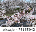 川のその場に咲く満開の桜 76165942