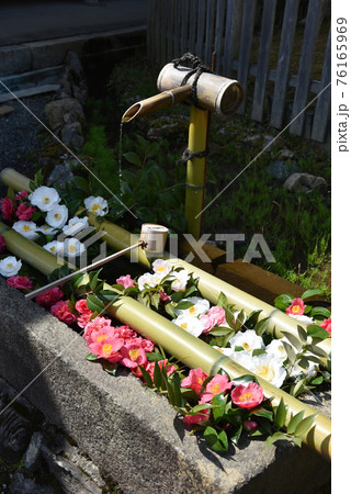 二尊院　春の手水鉢　京都市嵯峨野 76165969