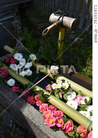 二尊院 春の手水鉢 京都市嵯峨野 二尊院 春の手水鉢 京都市嵯峨野 76165971