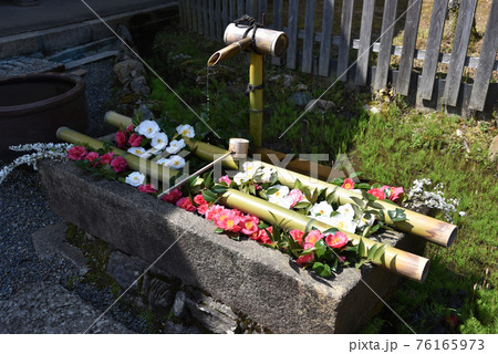 二尊院　春の手水鉢　京都市嵯峨野 76165973