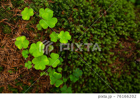 Wood sorrel (Oxalis acetosella) and moss closeup Wood sorrel (Oxalis acetosella) and moss closeup 76166202