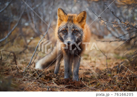 Sivodushka - a cross between red fox and silver fox. Magadan Region, Russia. 76166205