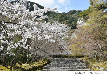 二尊院　参道の桜　京都市嵯峨野 76166225