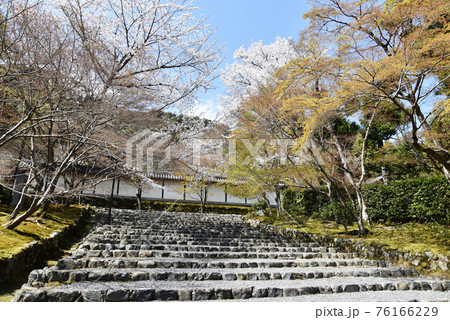二尊院　参道の桜　京都市嵯峨野 76166229