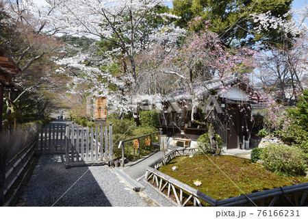 二尊院 参道入口の桜 京都市嵯峨野 二尊院 参道入口の桜 京都市嵯峨野 76166231