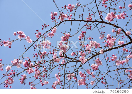 二尊院　境内の桜　京都市嵯峨野 76166290