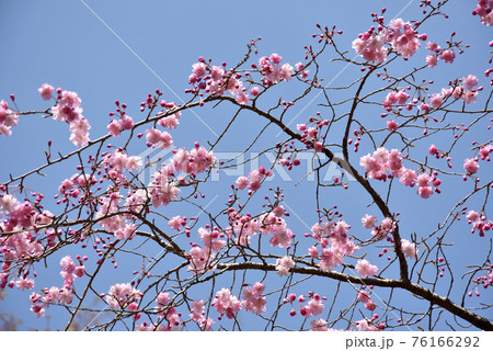 二尊院　境内の桜　京都市嵯峨野 76166292