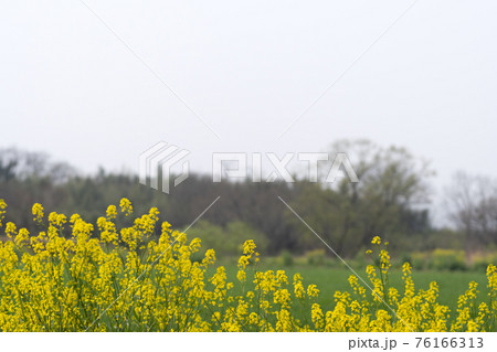 春の野原の菜の花と黄砂で真っ白になった空 春の野原の菜の花と黄砂で真っ白になった空 76166313