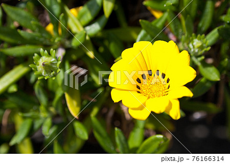 黄色いガザニアの花 76166314