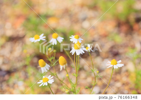 ジャーマンカモミールの花 ジャーマンカモミールの花 76166348