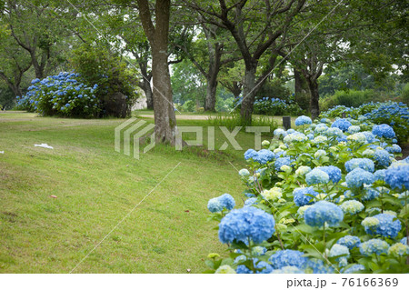 鹿屋バラ園の青い紫陽花 鹿屋バラ園の青い紫陽花 76166369